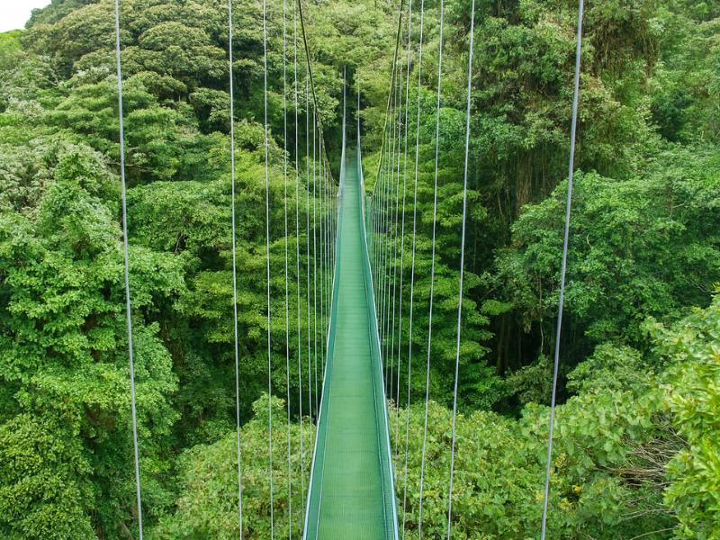 Suspension bridge and zipline platform above the cloud forest canopy in Monteverde