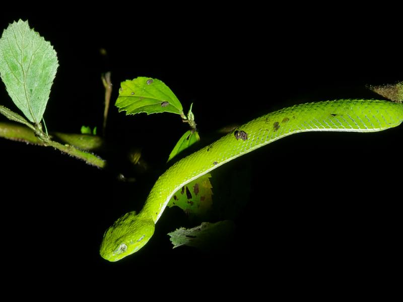 A guided night walk in the Monteverde cloud forest