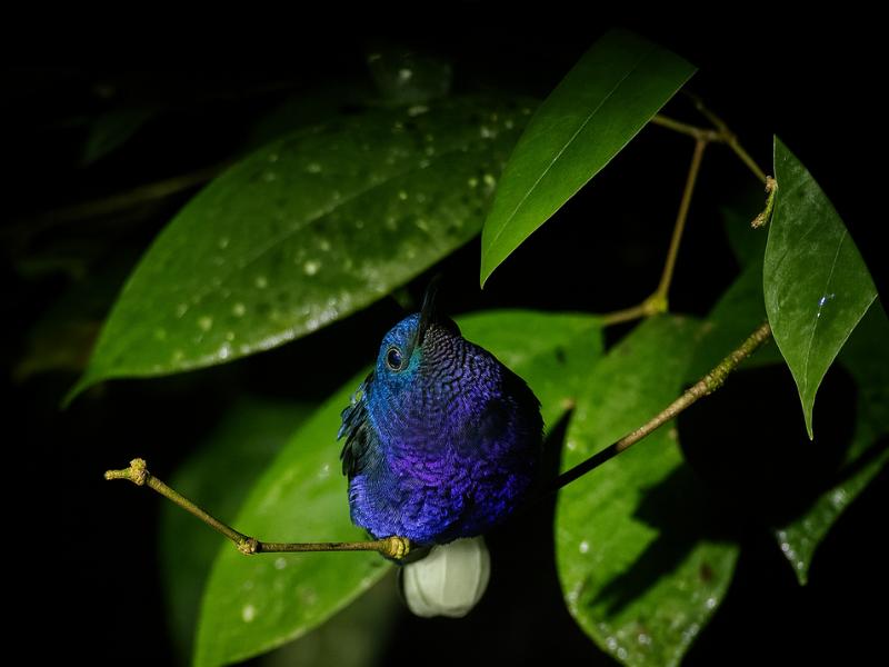 Exclusive Small Group Night Tour with Night Vision - Max 8 People