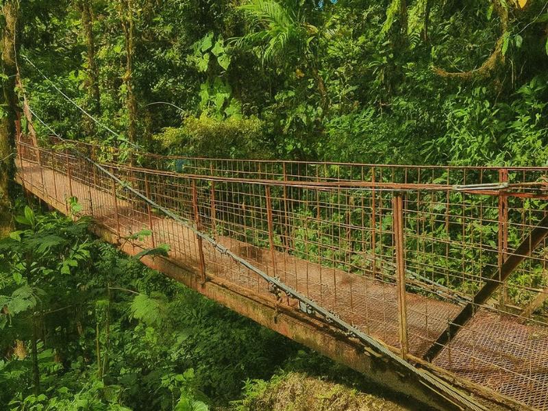 Monteverde Cloud Forest: Guided Tour with Hotel Pickup