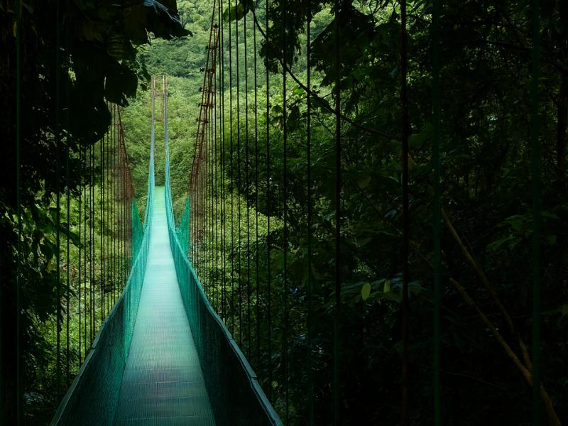 photo from our Monteverde Cloud Forest Tour