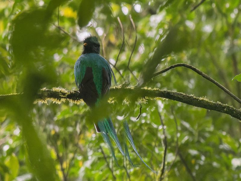 Monteverde: Guided Cloud Forest Experience