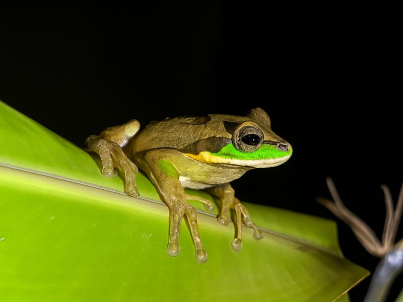 Monteverde Kinkajou Forest: Night Walking Experience