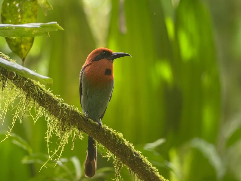 our team at Monteverde Cloud Forest