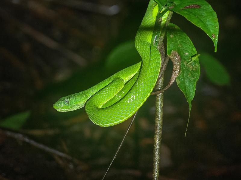 Night Walking Tour in Monteverde (Small Group)