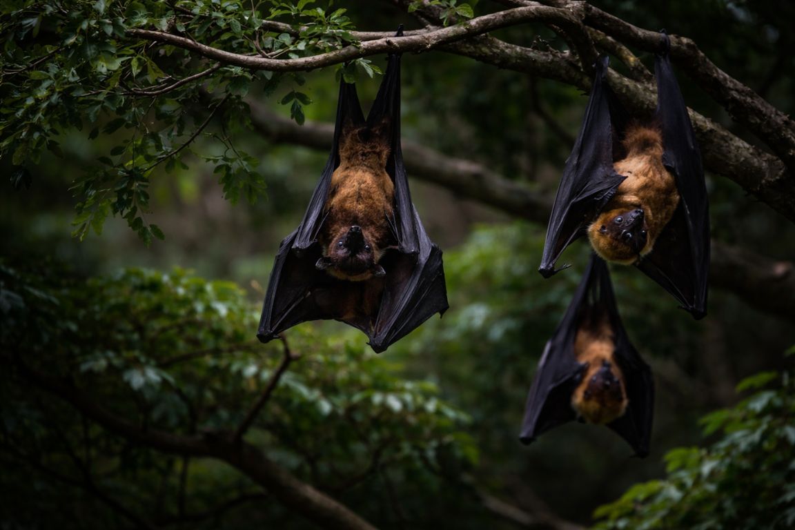 Wild bats hanging in rainforest trees inside Monteverde Cloud Forest explored during a tour with Monteverde Cloud Forest Tours