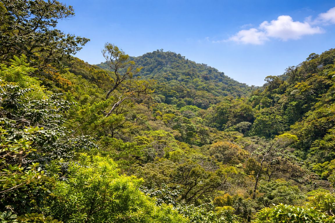 Panoramic jungle view of Curi-Cancha Reserve showcasing biodiversity during a tour with Monteverde Cloud Forest Tours