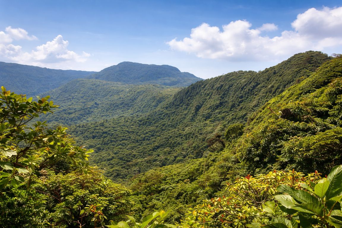 Scenic landscape of Santa Elena Cloud Forest Reserve with dense jungle canopy during a tour with Monteverde Cloud Forest Tours