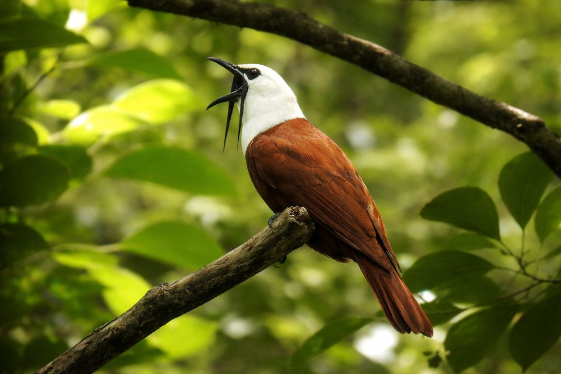 Three-wattled bellbird calling from a tree branch in Monteverde Cloud Forest during a Monteverde Cloud Forest Tours wildlife experience